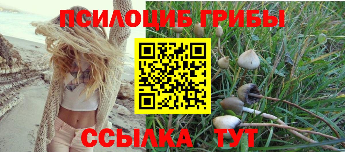 Псилоцибиновые грибы Cubensis Кыштым